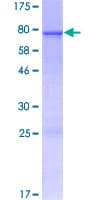 Human RNF39 Protein (Recombinant GST)