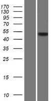 C2orf54 Protein (Over-Expression Lysate Myc-DDK (Flag))