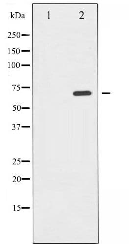 p66 / SHC Antibody (phospho-Tyr349)