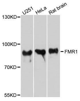 FMR1 / FMRP Antibody