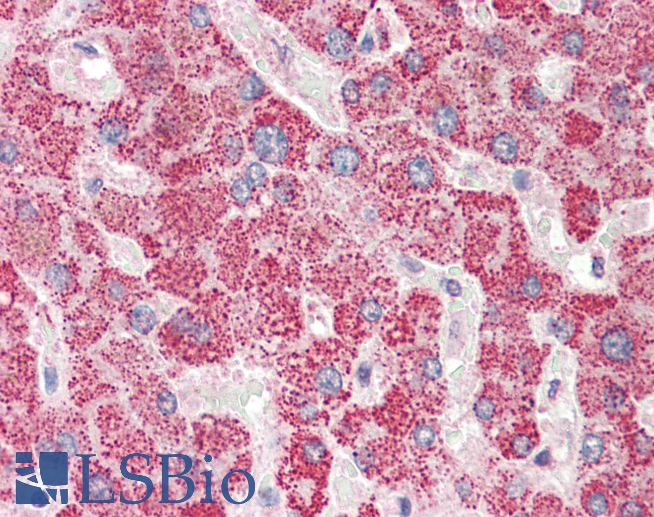 IHC-plus™ APOL6 / Apolipoprotein L 6 Antibody (aa16-27)