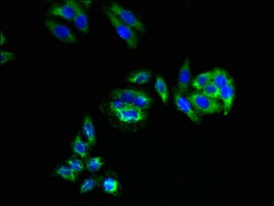 C3orf18 Antibody