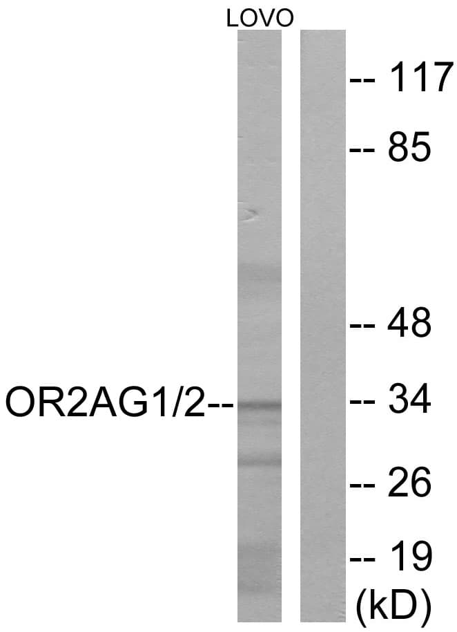 OR2AG1 + OR2AG2 Antibody (Internal)