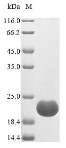 Nicotiana alata D1 Protein (Recombinant 6His-SUMO, N-terminus)