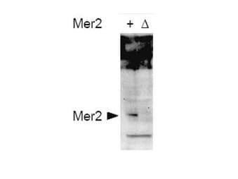 Yeast Mer2 Antibody (phospho-Ser30)