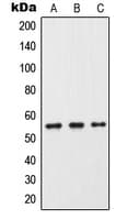 CYP2C9 / Cytochrome P450 2C9 Antibody (Internal)