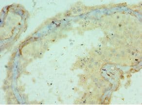 APOBEC3C Antibody (aa1-190)