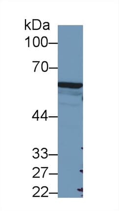 FOXP3 Antibody (aa190-412, APC)
