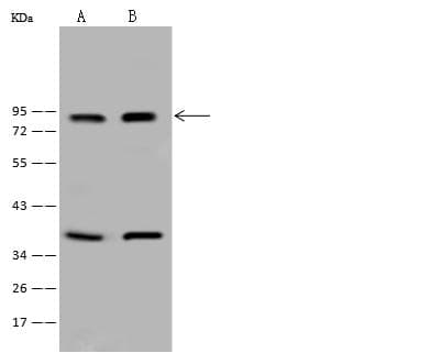 TCF12 / HEB Antibody