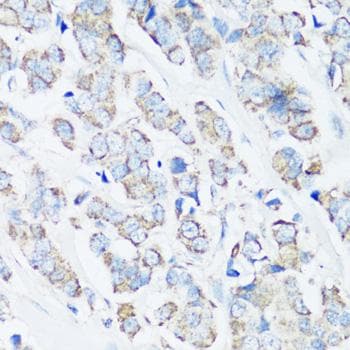 SRC Antibody