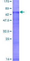 Human CLCNKB Protein (Recombinant GST)