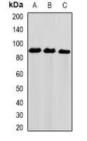 IHC-plus™ NIRF / UHRF2 Antibody