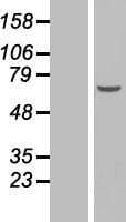 EFCAB12 / C3orf25 Protein (Over-Expression Lysate Myc-DDK (Flag))