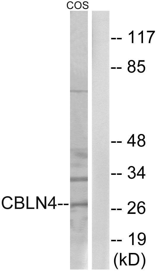 CBLN4 / Cerebellin 4 Antibody