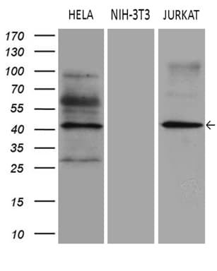 ELP4 Antibody (aa133-407, clone OTI3A4)