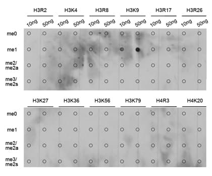 Polyclonal Rabbit anti-Human Histone H3 Antibody (Methyl-Lys9, IHC, IF, WB)