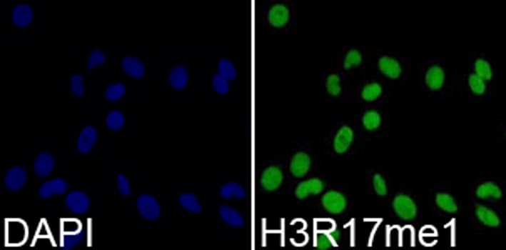 Histone H3 Antibody (Mono-Methyl-Arg17)