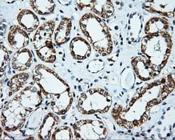 PLEK / Pleckstrin Antibody (clone OTI6E7, Carrier-free)