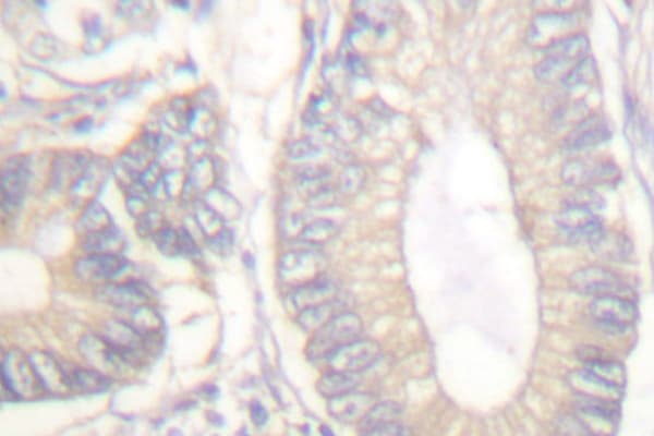 Polyclonal Rabbit anti-Human Gastrin Antibody (Met90, IHC, IF, WB)