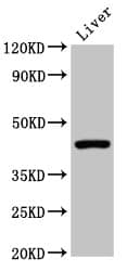 Polyclonal Rabbit anti-Human CLEC4M / L-SIGN / CD299 Antibody (WB)
