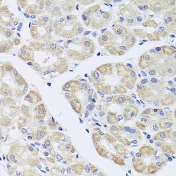 DISC1 Antibody
