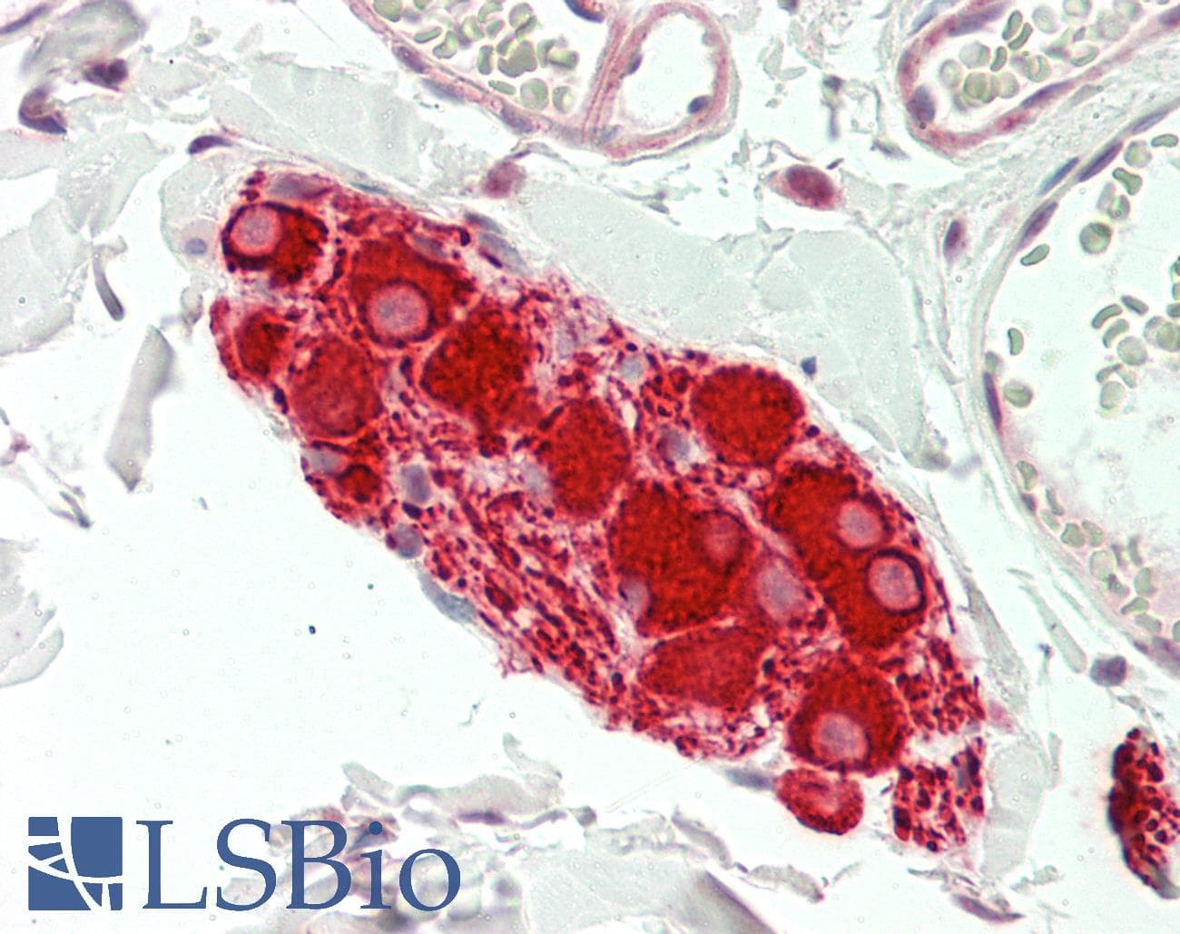 IHC-plus™ KIAA0652 / ATG13 Antibody (aa1-30)
