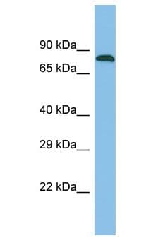 ZNF526 Antibody (aa184-233)