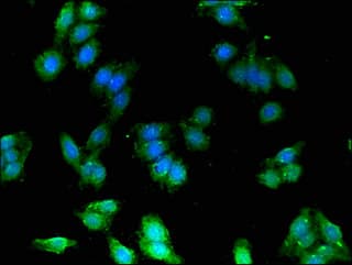 FEZ1 Antibody