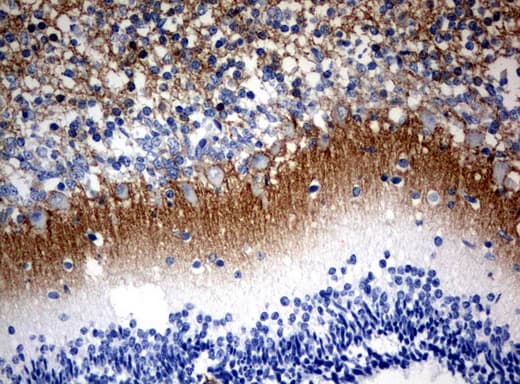 VILIP / VSNL1 Antibody (aa2-191, clone UMAB115, Carrier-free)
