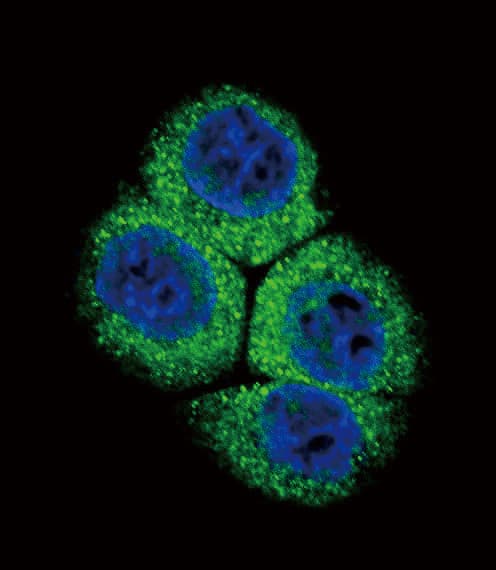 APEX1 / APE1 Antibody (aa30-64)