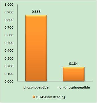 NTRK1 / TrkA Antibody (phospho-Tyr757)