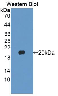 FGF22 Antibody (aa26-162)