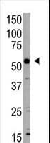 XIAP Antibody (aa1-30)