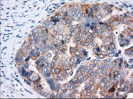 TTC32 Antibody (clone OTI5C12, Carrier-free)