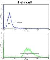 LMOD1 Antibody (aa214-241)