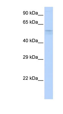TRIM39 / RNF23 Antibody (aa180-229)