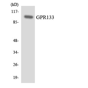 ADGRD1 / GPR133 Antibody (aa449-498)
