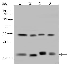 Polyclonal Rabbit anti-Human RPB16 / POLR2D Antibody (WB)