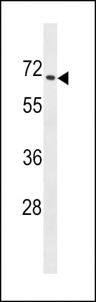 ZNF93 Antibody (aa40-67)