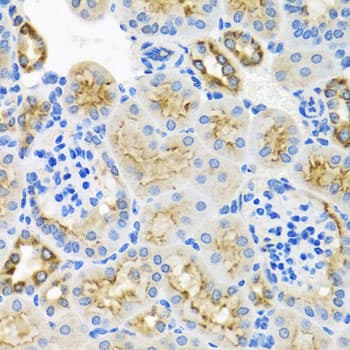 STX7 / Syntaxin 7 Antibody