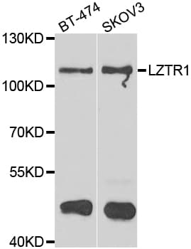 LZTR1 Antibody