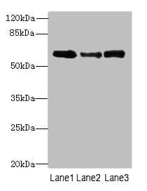 SMOX / PAO Antibody