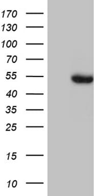 BAG5 Antibody (aa290-440, clone OTI5F1, Carrier-free)