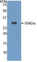 S-Tag Antibody