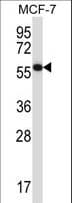 Polyclonal Rabbit anti-Human MAPKAP1 / MIP1 Antibody (aa481-510, WB)