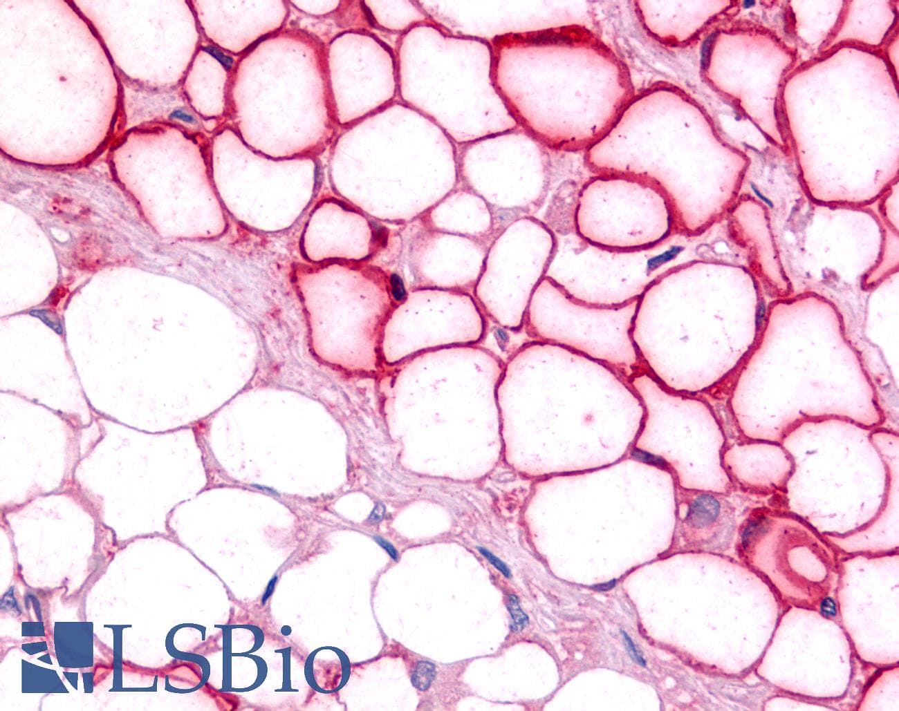 PathPlus™ NR5A2 / LRH-1 Antibody (C-Terminus)