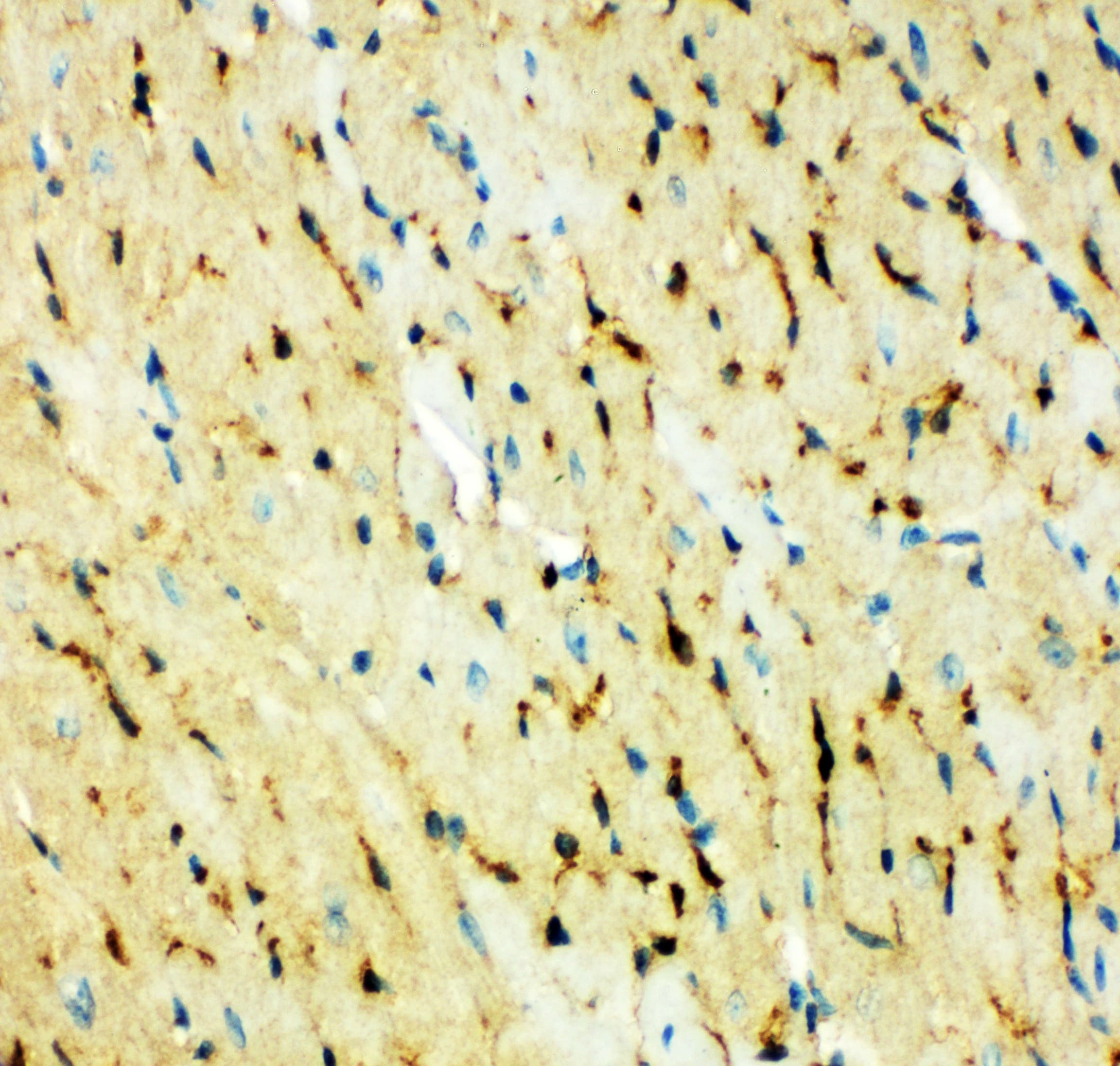 E-FABP / FABP5 Antibody (aa10-23)