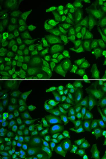 RBFOX3 / NEUN Antibody