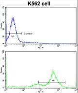 GATA2 Antibody (aa380-407)