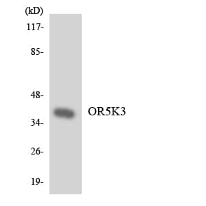 OR5K3 Antibody (aa222-271)